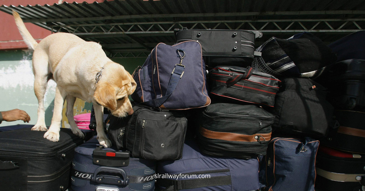 Detection Dogs to Search Passenger Luggage